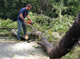 Best Leaf Removal  in Irwin, PA