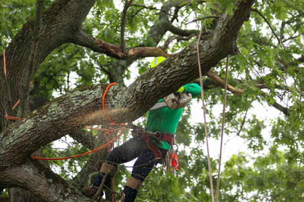 Best Tree Mulching  in Irwin, PA